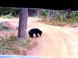 Sloth Bear Sighting