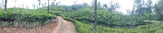 Lush Tea Estates