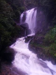 Forest Waterfall