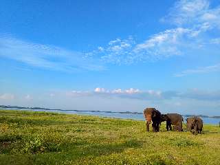 Elephants by the Lake