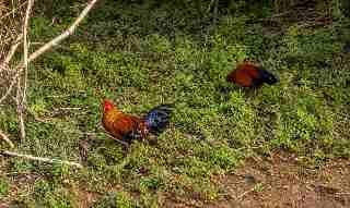 Sri Lankan Jungle Fowl