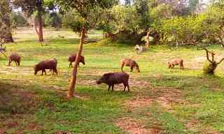 Wild Boars Foraging