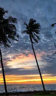 Palm Silhouettes