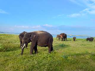 Wild Elephants